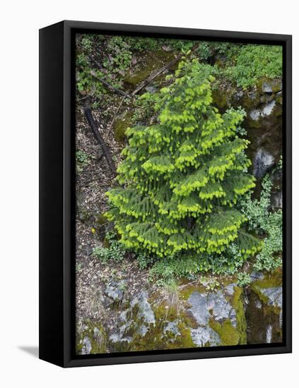 USA, California, Strawberry. Tree on cliff.-Jaynes Gallery-Framed Stretched Canvas