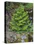 USA, California, Strawberry. Tree on cliff.-Jaynes Gallery-Stretched Canvas