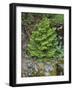 USA, California, Strawberry. Tree on cliff.-Jaynes Gallery-Framed Photographic Print