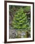 USA, California, Strawberry. Tree on cliff.-Jaynes Gallery-Framed Photographic Print