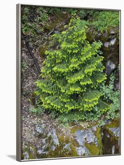 USA, California, Strawberry. Tree on cliff.-Jaynes Gallery-Framed Photographic Print
