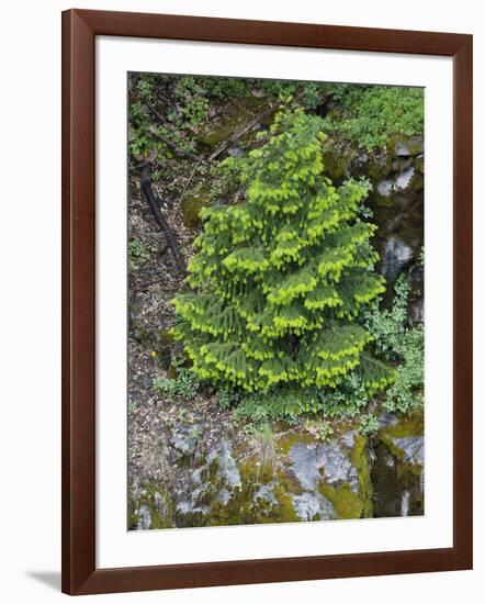 USA, California, Strawberry. Tree on cliff.-Jaynes Gallery-Framed Photographic Print
