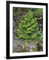 USA, California, Strawberry. Tree on cliff.-Jaynes Gallery-Framed Photographic Print