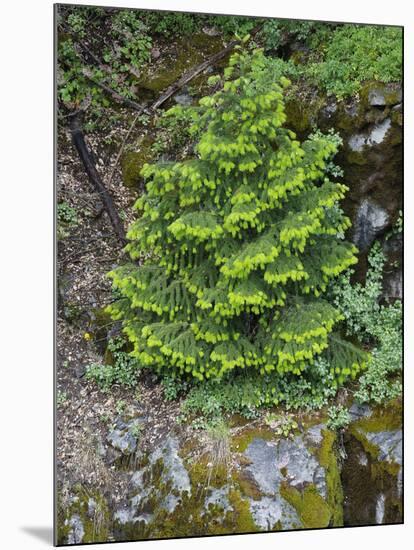 USA, California, Strawberry. Tree on cliff.-Jaynes Gallery-Mounted Photographic Print