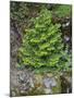 USA, California, Strawberry. Tree on cliff.-Jaynes Gallery-Mounted Photographic Print
