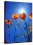 USA, California, Sun's Rays Though a California Poppy-Jaynes Gallery-Stretched Canvas