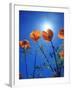 USA, California, Sun's Rays Though a California Poppy-Jaynes Gallery-Framed Photographic Print