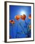 USA, California, Sun's Rays Though a California Poppy-Jaynes Gallery-Framed Photographic Print