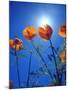 USA, California, Sun's Rays Though a California Poppy-Jaynes Gallery-Mounted Photographic Print