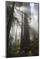 USA, California. Sunlight streaming through Redwoods in mist, Redwood National Park-Judith Zimmerman-Mounted Photographic Print