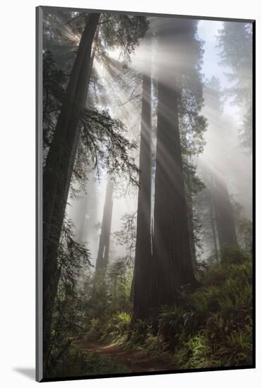 USA, California. Sunlight streaming through Redwoods in mist, Redwood National Park-Judith Zimmerman-Mounted Photographic Print