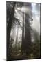 USA, California. Sunlight streaming through Redwoods in mist, Redwood National Park-Judith Zimmerman-Mounted Photographic Print