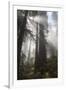 USA, California. Sunlight streaming through Redwoods in mist, Redwood National Park-Judith Zimmerman-Framed Premium Photographic Print