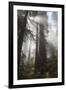 USA, California. Sunlight streaming through Redwoods in mist, Redwood National Park-Judith Zimmerman-Framed Premium Photographic Print