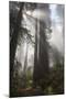 USA, California. Sunlight streaming through Redwoods in mist, Redwood National Park-Judith Zimmerman-Mounted Premium Photographic Print