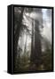 USA, California. Sunlight streaming through Redwoods in mist, Redwood National Park-Judith Zimmerman-Framed Stretched Canvas