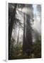 USA, California. Sunlight streaming through Redwoods in mist, Redwood National Park-Judith Zimmerman-Framed Photographic Print