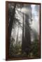 USA, California. Sunlight streaming through Redwoods in mist, Redwood National Park-Judith Zimmerman-Framed Photographic Print