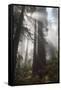 USA, California. Sunlight streaming through Redwoods in mist, Redwood National Park-Judith Zimmerman-Framed Stretched Canvas