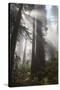 USA, California. Sunlight streaming through Redwoods in mist, Redwood National Park-Judith Zimmerman-Stretched Canvas