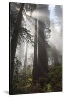 USA, California. Sunlight streaming through Redwoods in mist, Redwood National Park-Judith Zimmerman-Stretched Canvas