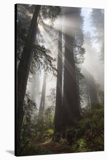 USA, California. Sunlight streaming through Redwoods in mist, Redwood National Park-Judith Zimmerman-Stretched Canvas