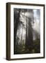 USA, California. Sunlight streaming through Redwoods in mist, Redwood National Park-Judith Zimmerman-Framed Photographic Print