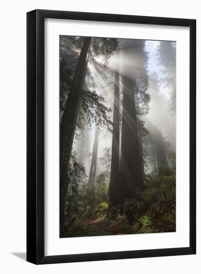 USA, California. Sunlight streaming through Redwoods in mist, Redwood National Park-Judith Zimmerman-Framed Photographic Print