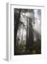 USA, California. Sunlight streaming through Redwoods in mist, Redwood National Park-Judith Zimmerman-Framed Photographic Print