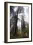 USA, California. Sunlight streaming through the redwood forest, Redwood National Park-Judith Zimmerman-Framed Photographic Print