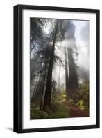 USA, California. Sunlight streaming through the redwood forest, Redwood National Park-Judith Zimmerman-Framed Photographic Print