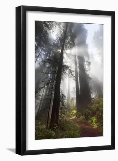 USA, California. Sunlight streaming through the redwood forest, Redwood National Park-Judith Zimmerman-Framed Photographic Print