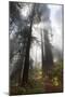 USA, California. Sunlight streaming through the redwood forest, Redwood National Park-Judith Zimmerman-Mounted Photographic Print