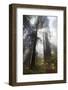 USA, California. Sunlight streaming through the redwood forest, Redwood National Park-Judith Zimmerman-Framed Photographic Print