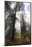 USA, California. Sunlight streaming through the redwood forest, Redwood National Park-Judith Zimmerman-Mounted Photographic Print