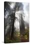 USA, California. Sunlight streaming through the redwood forest, Redwood National Park-Judith Zimmerman-Stretched Canvas