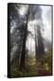 USA, California. Sunlight streaming through the redwood forest, Redwood National Park-Judith Zimmerman-Framed Stretched Canvas