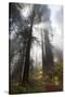 USA, California. Sunlight streaming through the redwood forest, Redwood National Park-Judith Zimmerman-Stretched Canvas