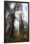 USA, California. Sunlight streaming through the redwood forest, Redwood National Park-Judith Zimmerman-Framed Photographic Print