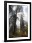 USA, California. Sunlight streaming through the redwood forest, Redwood National Park-Judith Zimmerman-Framed Photographic Print