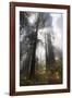 USA, California. Sunlight streaming through the redwood forest, Redwood National Park-Judith Zimmerman-Framed Photographic Print