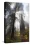 USA, California. Sunlight streaming through the redwood forest, Redwood National Park-Judith Zimmerman-Stretched Canvas