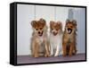 USA, California. Three Pomeranian puppies sitting together.-Zandria Muench Beraldo-Framed Stretched Canvas