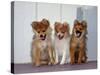 USA, California. Three Pomeranian puppies sitting together.-Zandria Muench Beraldo-Stretched Canvas