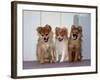 USA, California. Three Pomeranian puppies sitting together.-Zandria Muench Beraldo-Framed Photographic Print