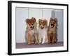 USA, California. Three Pomeranian puppies sitting together.-Zandria Muench Beraldo-Framed Photographic Print