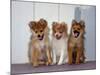 USA, California. Three Pomeranian puppies sitting together.-Zandria Muench Beraldo-Mounted Photographic Print