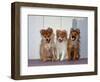 USA, California. Three Pomeranian puppies sitting together.-Zandria Muench Beraldo-Framed Photographic Print