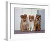 USA, California. Three Pomeranian puppies sitting together.-Zandria Muench Beraldo-Framed Photographic Print