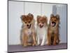 USA, California. Three Pomeranian puppies sitting together.-Zandria Muench Beraldo-Mounted Photographic Print